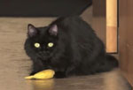 Shorty The Cat