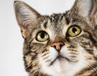 Cat saves boy from dog attack 