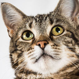 Loyal feline springs into action to avert dog attack and rescue a toddler in distress.