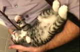 This Sleeping Kitten is Like Clay when she sleeps! 