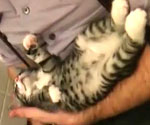 Since when do kittens stay where you put them? 