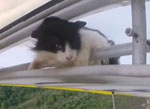 Stowaway cat