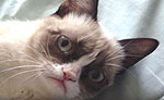The Original Grumpy Cat