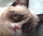 The Original Grumpy Cat