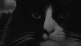 Henri 2 Paw de Deux 