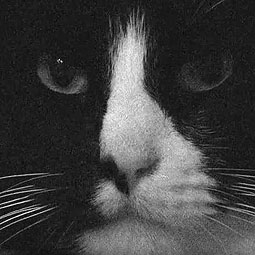 Henri 2, Paw de Deux yet, this video won a Golden Kitty Award!