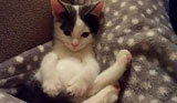 Kitten's Mind Is Blown By The Existence Of Her Own Tail