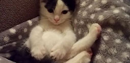 Kitten's Mind Is Blown By The Existence Of Her Own Tail