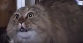This cat knows how to say no! 