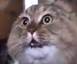 No, No, No, Cat