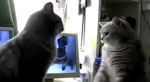 Cats playing Patty-cake