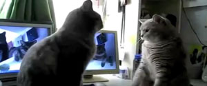 Imagine what it would be if you could hear cats talking