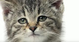 Sad Cats Diary