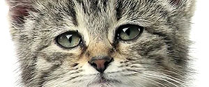 Sad Cat Diary