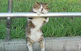 The Most Chilled Out Cat Sitting By The Road