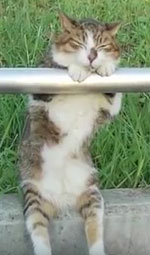 The most chilled out cat ever