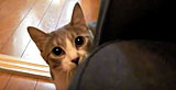 Stalking Cat is coming to get you