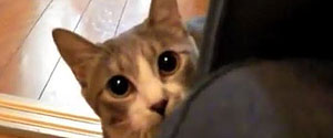Stalking Cat