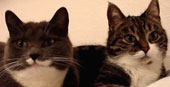 2 cat decide to communicate with other