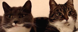 Two cats decide to communicate with each other